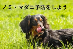 犬 ノミ マダニ 予防 駆虫薬 ノミマダニ