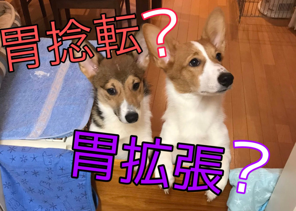 大型犬に多い病気といえば ケアペッツ茅ヶ崎店